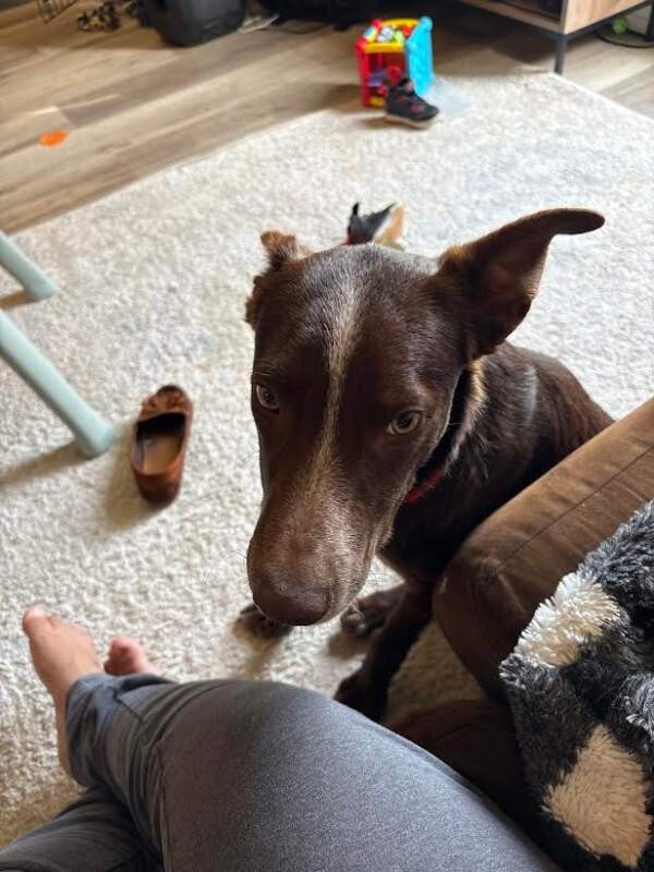 Picture of the Animal Listed